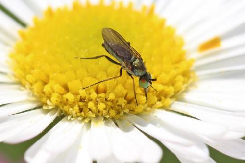 Ortochile nigrocoerulea